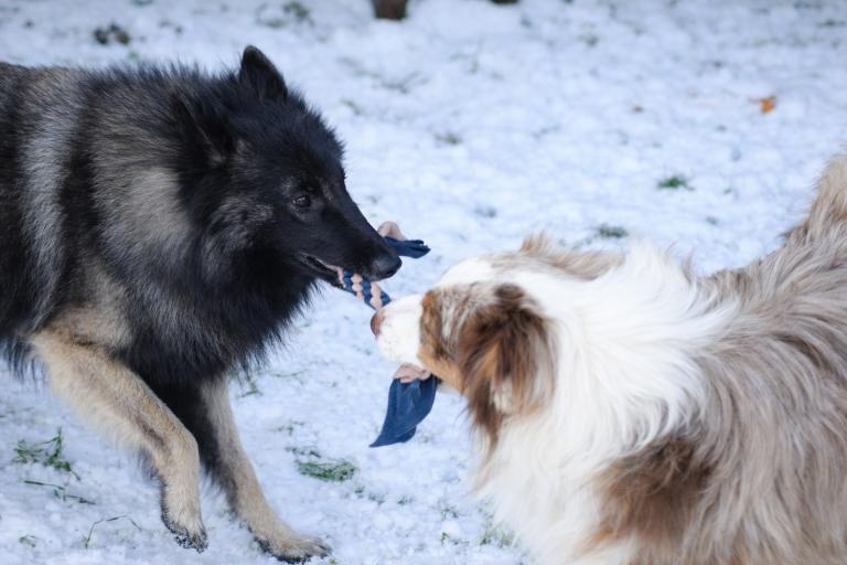 Tug en polaire – Image 2